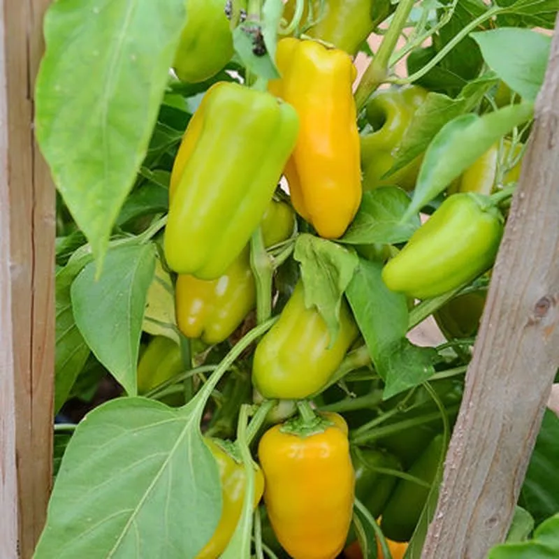 pepper-sweetie-yellow-4-pot PEPPER SWEETIE YELLOW – 4″ POT