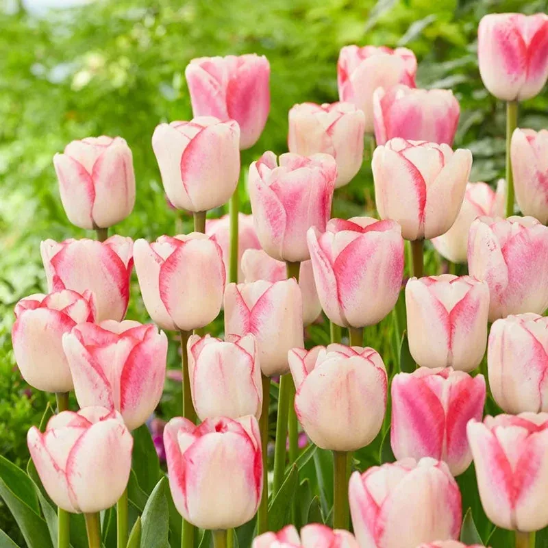 peppermint-candy-tulip Peppermint Candy Tulip