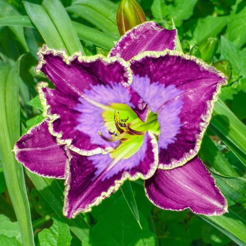 perfect-storm-daylily Perfect Storm Daylily