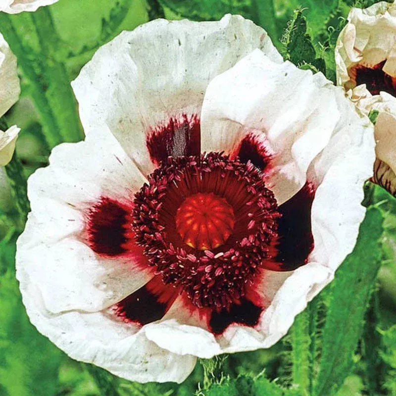 perry-white-oriental-poppy Perry White Oriental Poppy