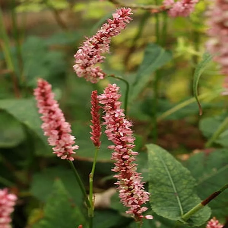 PERSICARIA AMPLEXICAULIS ‘FASCINATION’