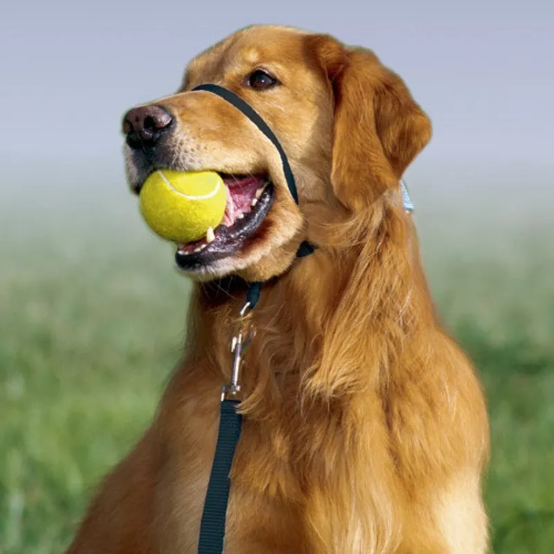 petsafe-gentle-leader-headcollar-no-pull-dog-collar Petsafe Gentle Leader Headcollar, No-Pull Dog Collar