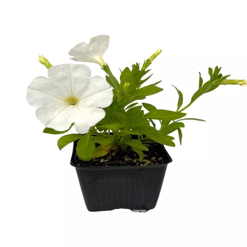 petunia-main-stage-white Petunia ‘Main Stage White’