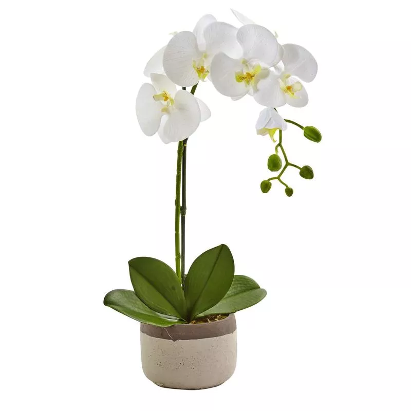 phalaenopsis-orchid-in-ceramic-pot Phalaenopsis Orchid in Ceramic Pot