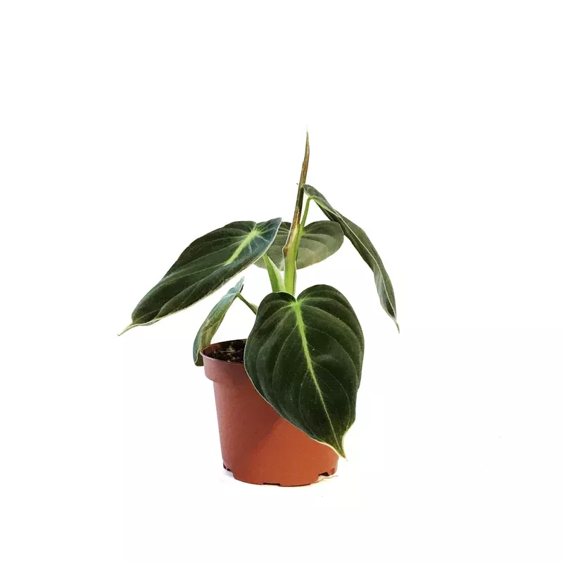 philodendron-3-5in-melanochrysum Philodendron 3.5in Melanochrysum