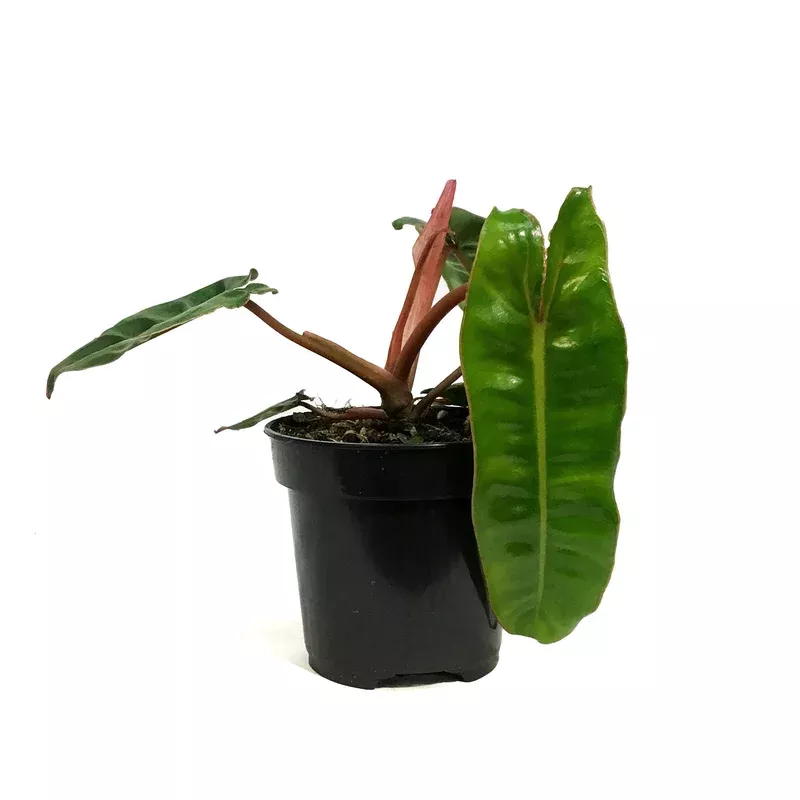 philodendron-4in-billietiae Philodendron 4in Billietiae