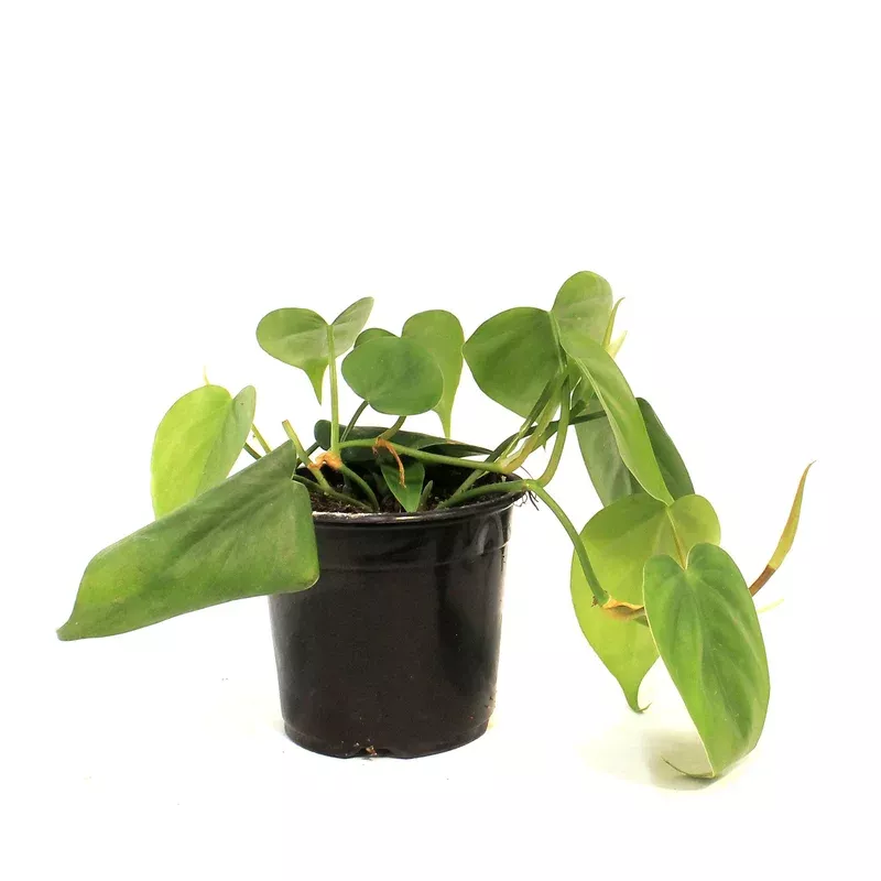 philodendron-4in-cordatum Philodendron 4in Cordatum