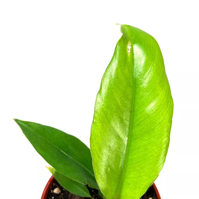 Philodendron 4in Narrow Tiger Tooth