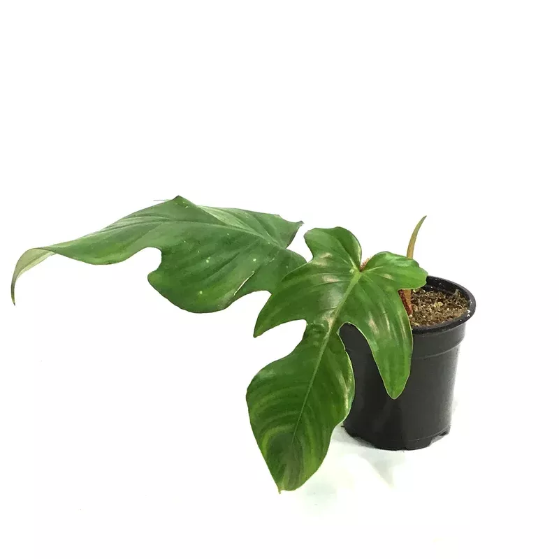 philodendron-4in-squamiferum Philodendron 4in Squamiferum