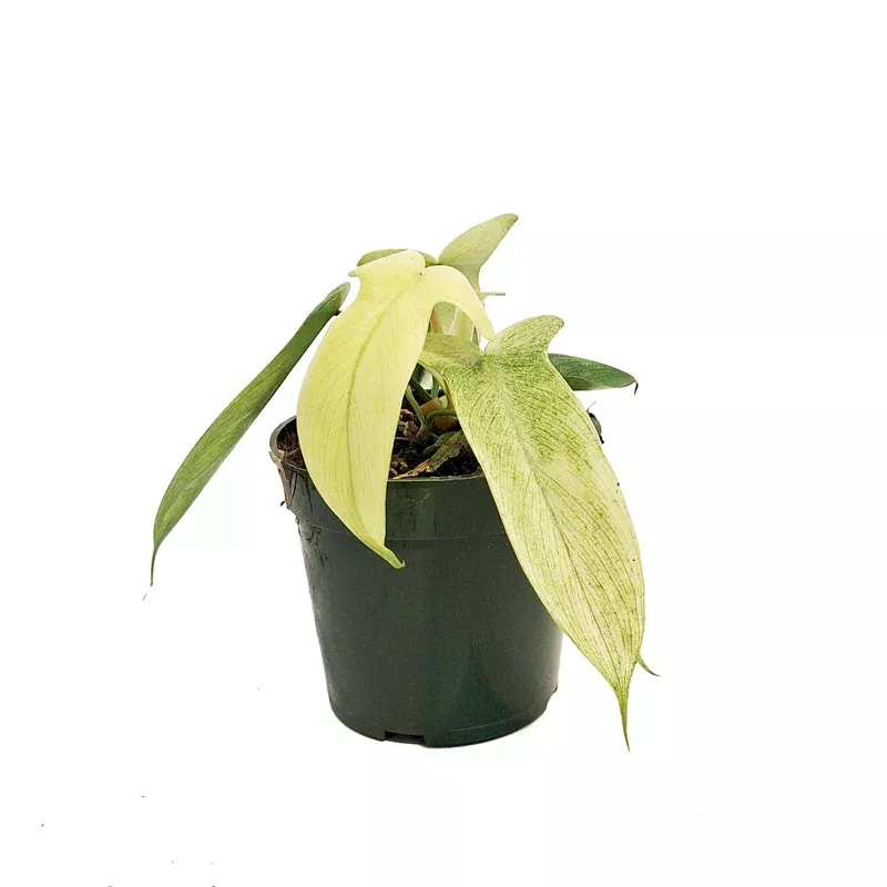 Philodendron 4in Yellow Ghost