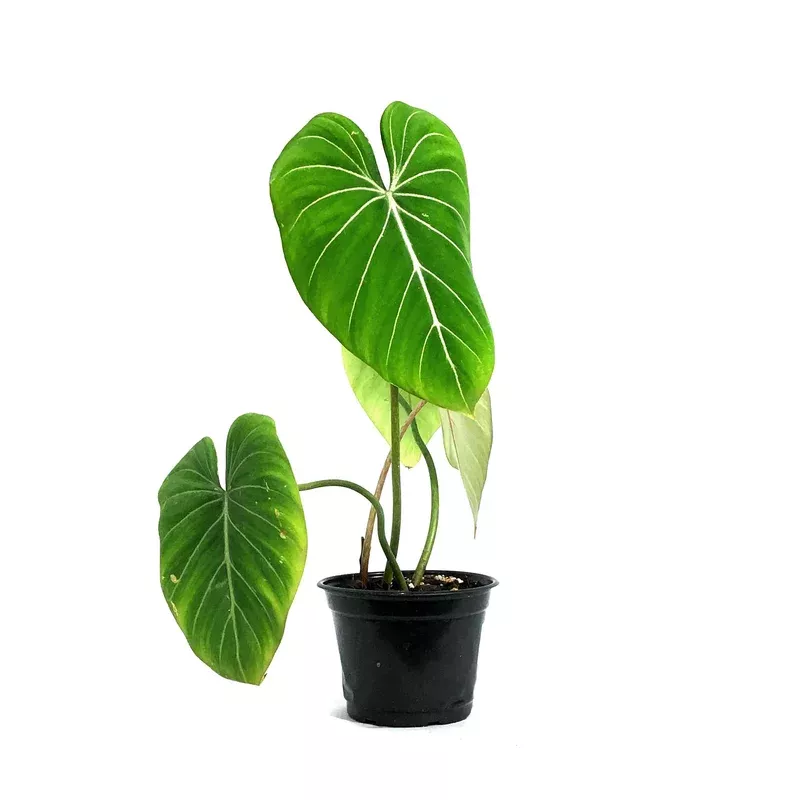 philodendron-6in-gloriosum Philodendron 6in Gloriosum