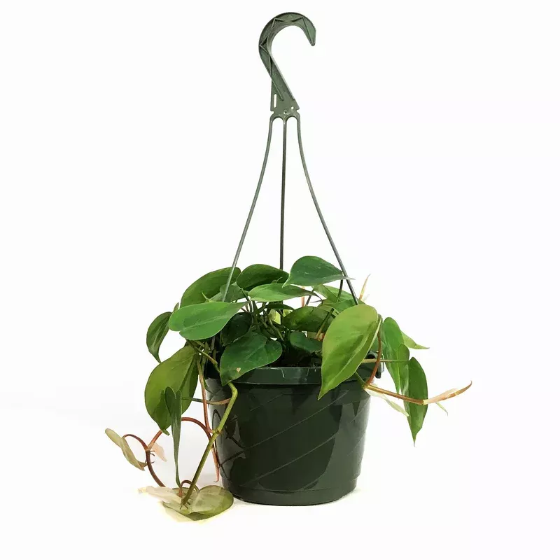philodendron-8in-hb-heart-leaf Philodendron 8in HB Heart Leaf