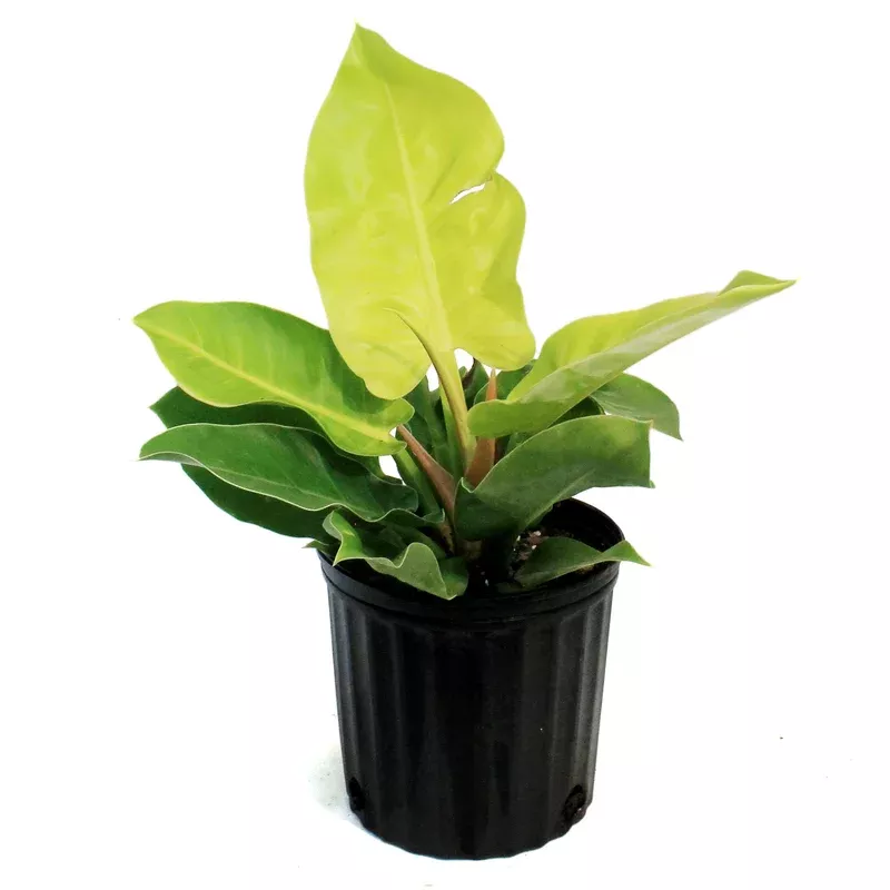 philodendron-8in-moonlight Philodendron 8in Moonlight