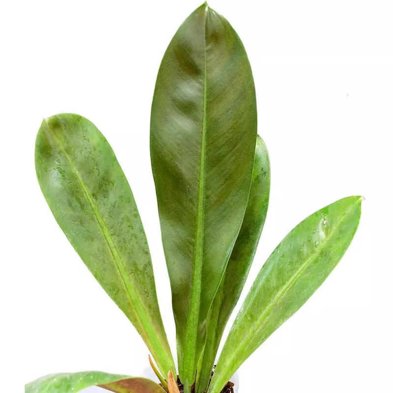 philodendron-insigne-purple Philodendron insigne purple