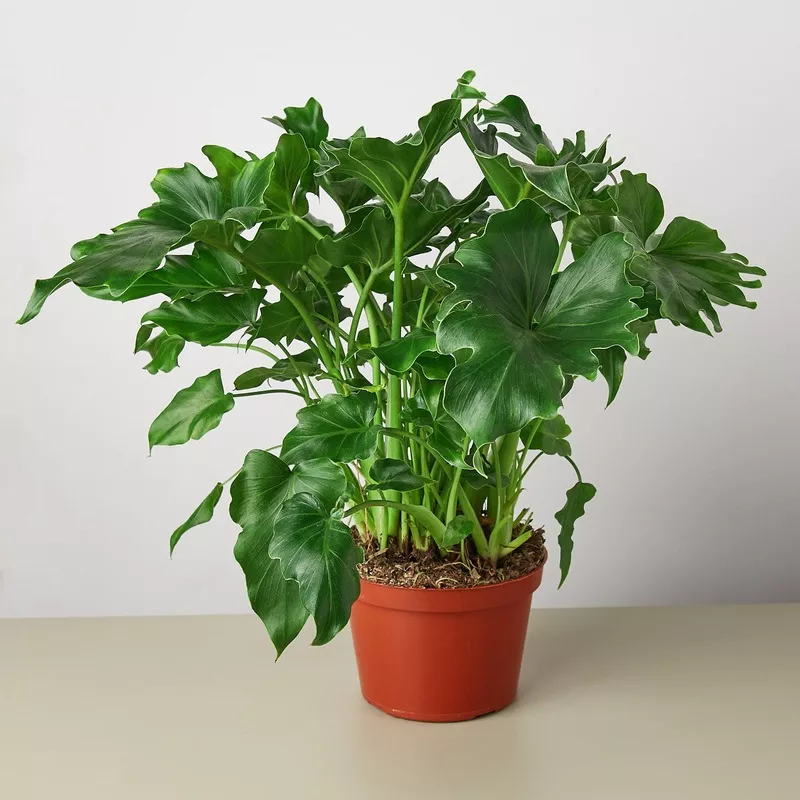 philodendron-little-hope Philodendron Little Hope