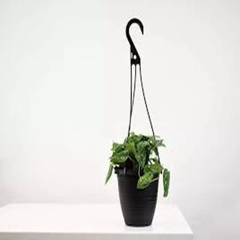 Philodendron ‘Silver Pictus’ Hanging Basket