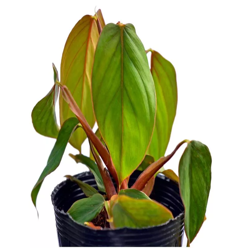 philodendron-smithii-red Philodendron smithii red