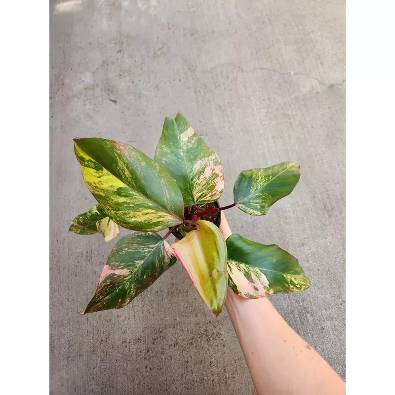 Philodendron Strawberry Shake