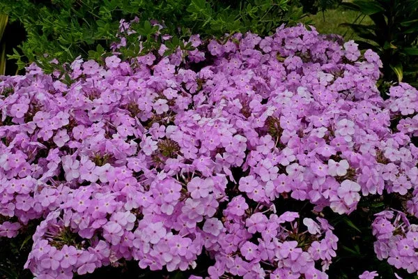 phlox-amethyst-pearl-pp-28-487 Phlox ‘Amethyst Pearl’ PP 28,487