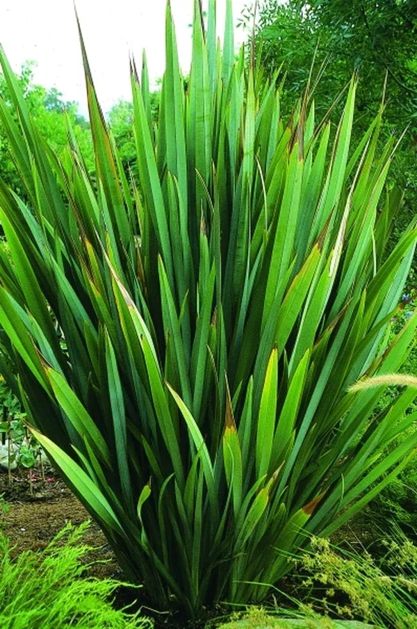 phormium-tenax Phormium tenax