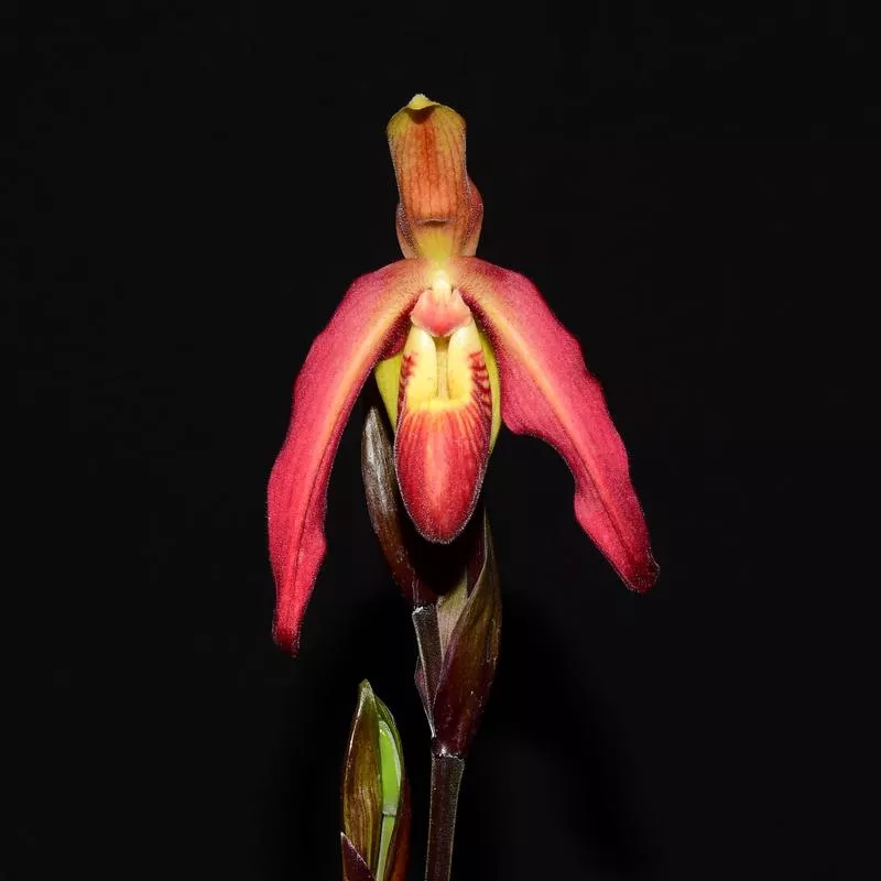 phragmipedium-apopka Phragmipedium Apopka