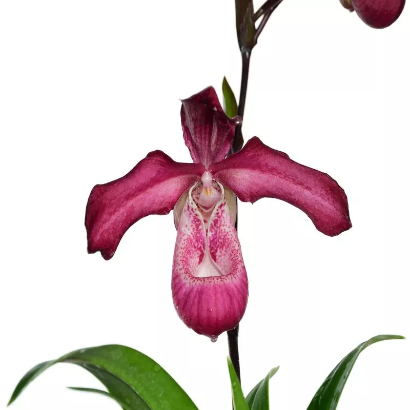 phragmipedium-les-varines Phragmipedium Les Varines