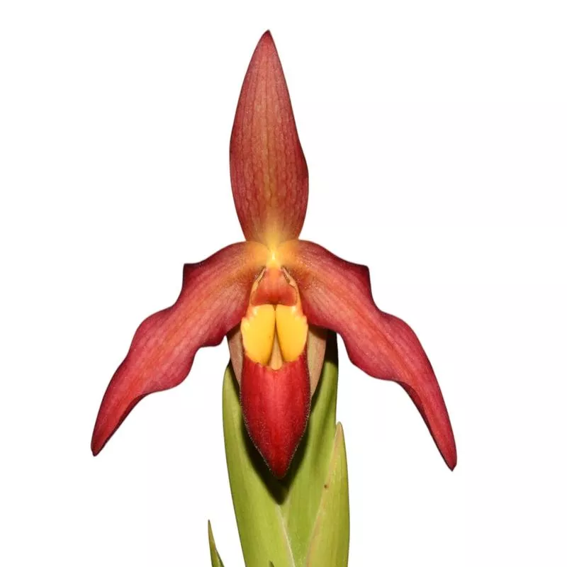phragmipedium-vittabess Phragmipedium Vittabess