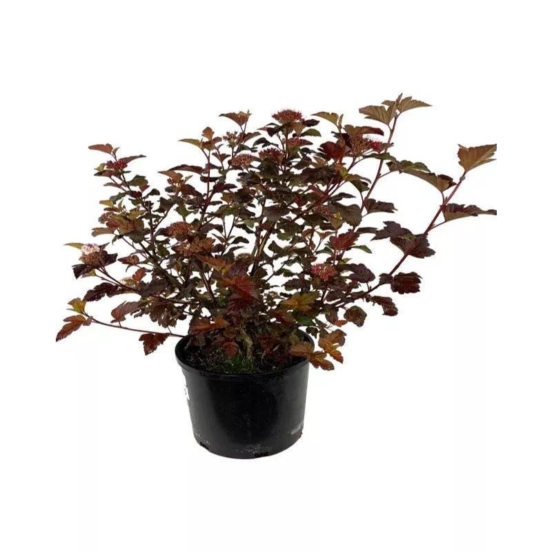 physocarpus-center-glow Physocarpus ‘Center Glow’