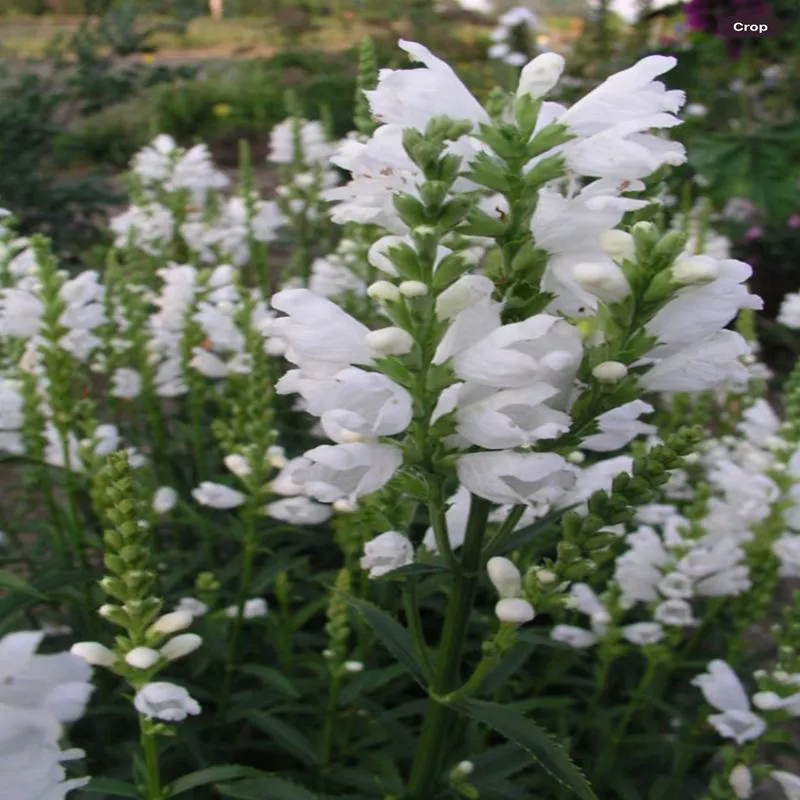 physostegia-miss-manners Physostegia Miss Manners