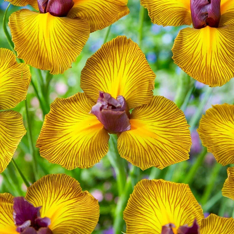 picasso-dutch-iris Picasso Dutch Iris