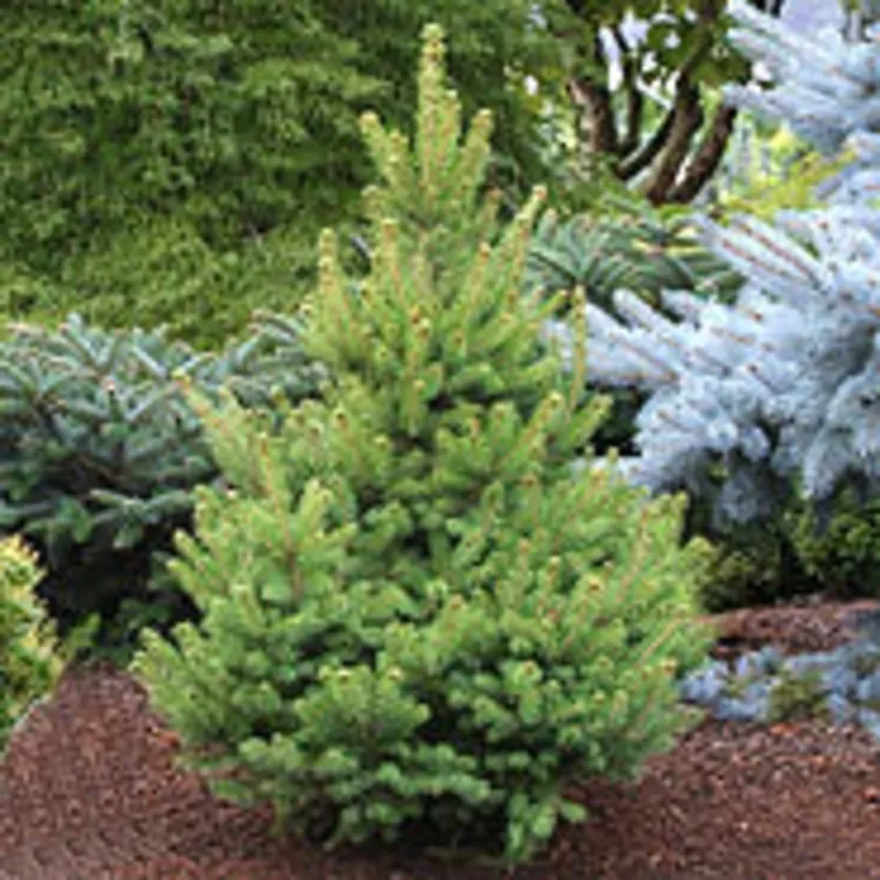 Picea glauca North Star #6