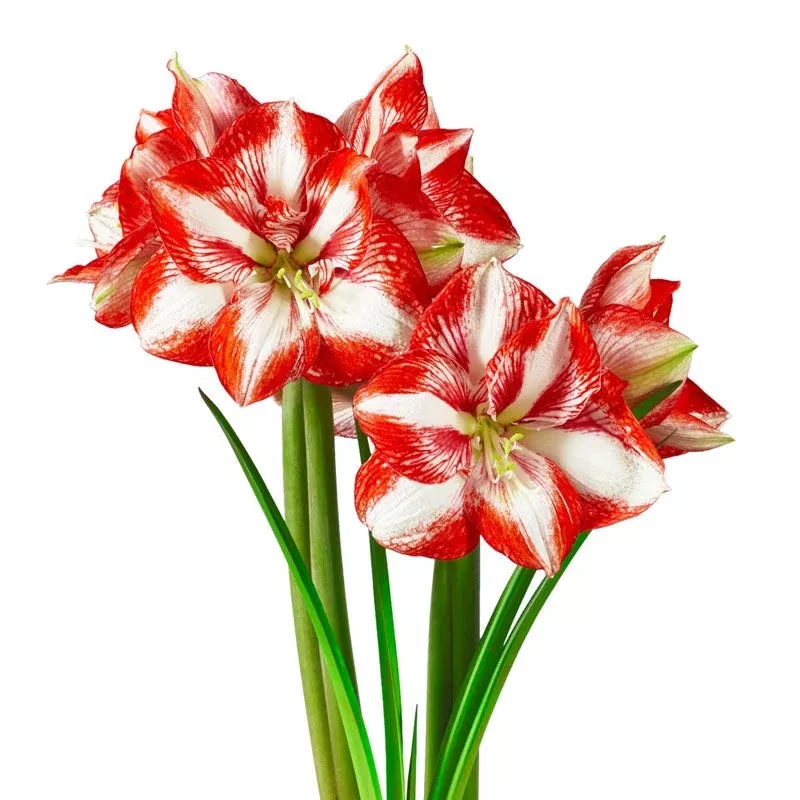 pierrot-amaryllis-bulb Pierrot Amaryllis Bulb