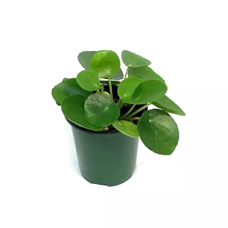 pilea-3-5in-peperomioides Pilea 3.5in Peperomioides
