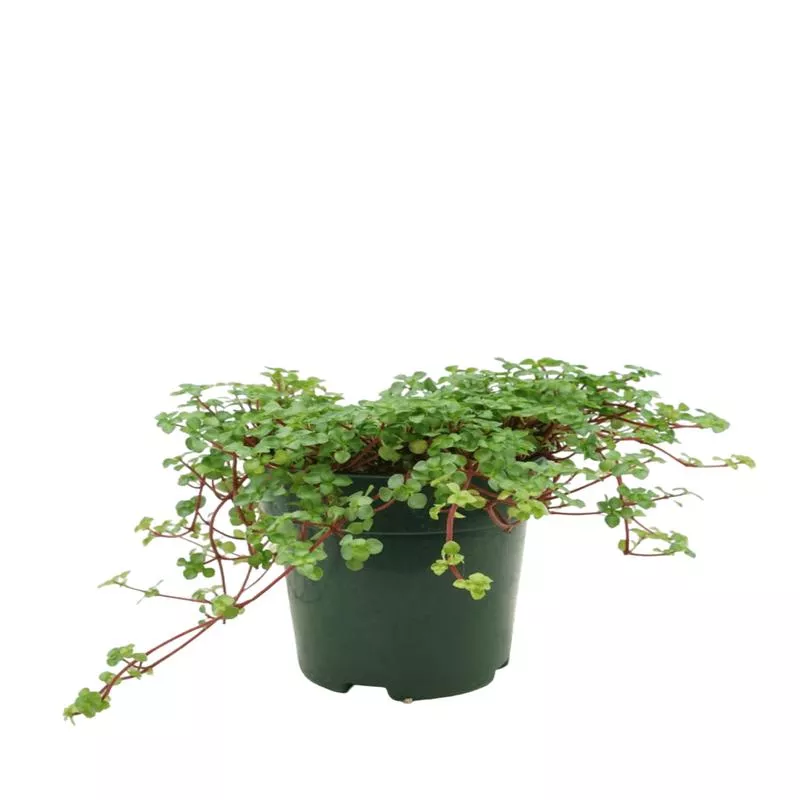 pilea-glauca-aquamarine Pilea glauca ‘Aquamarine’