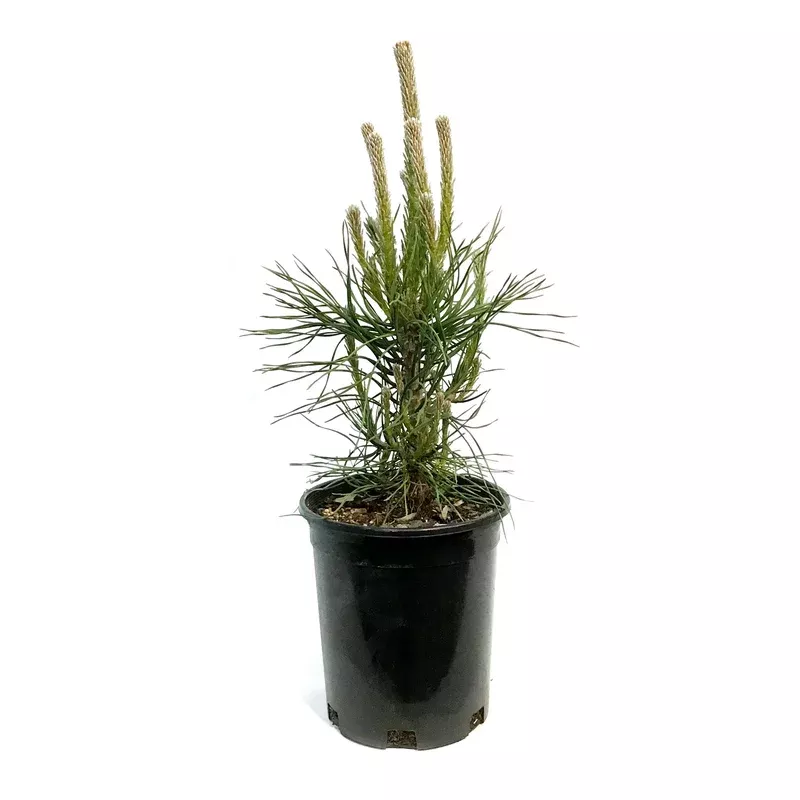 pine-1-gal-mountain Pine 1 gal Mountain
