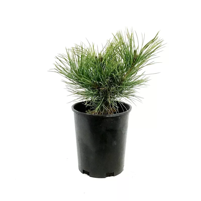 pine-1-gal-swiss-stone Pine 1 gal Swiss Stone