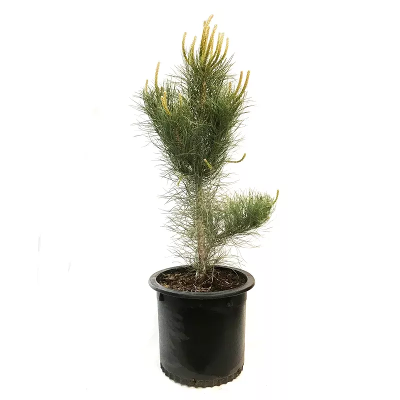Pine 10 gal Ponderosa