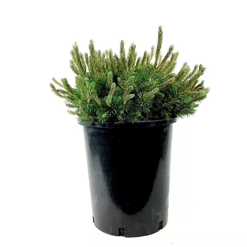 pine-2-gal-mugo-dwarf Pine 2 gal Mugo Dwarf