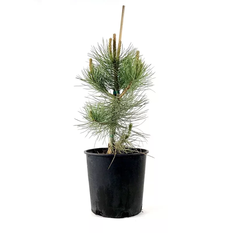 pine-2-gal-ponderosa Pine 2 gal Ponderosa