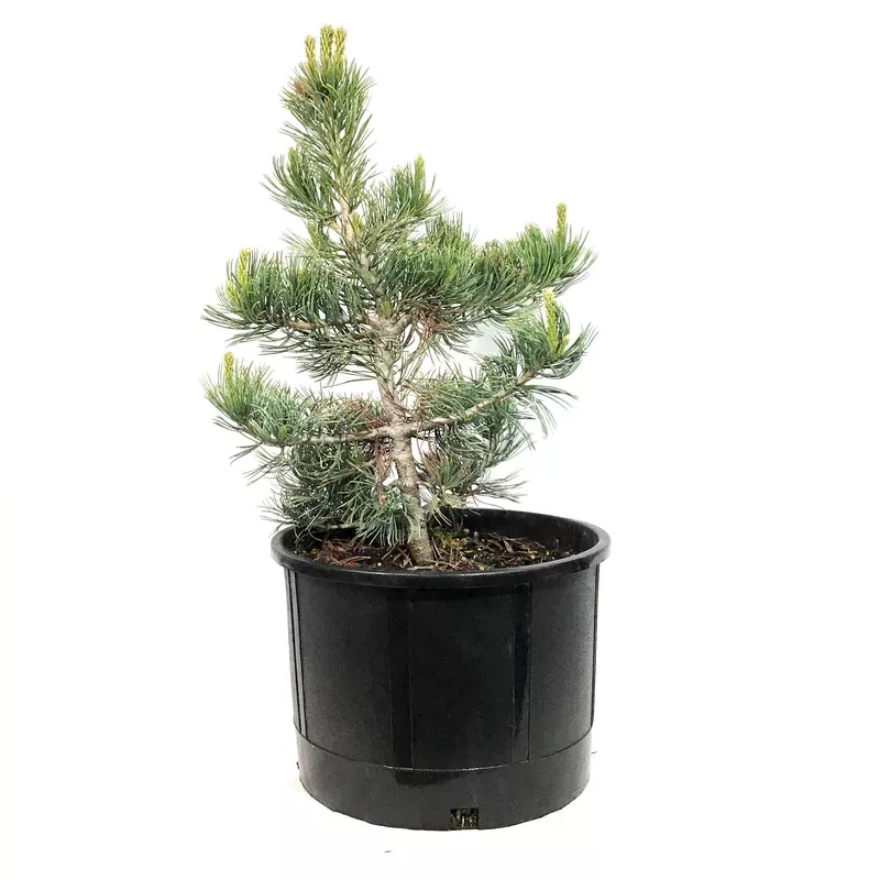 pine-5-gal-limber Pine 5 gal Limber