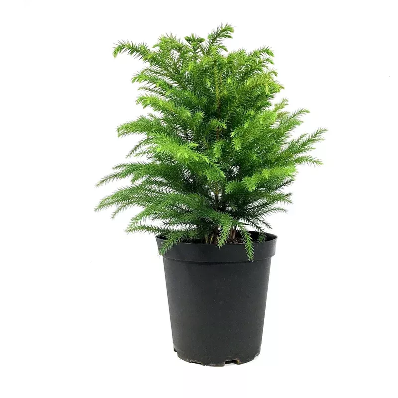 pine-6in-norfolk-island Pine 6in Norfolk Island