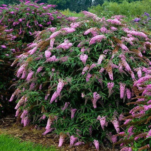 pink-cascade-butterfly-bush Pink Cascade Butterfly Bush