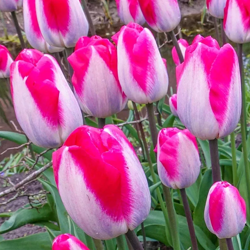 pink-cloud-tulip Pink Cloud Tulip