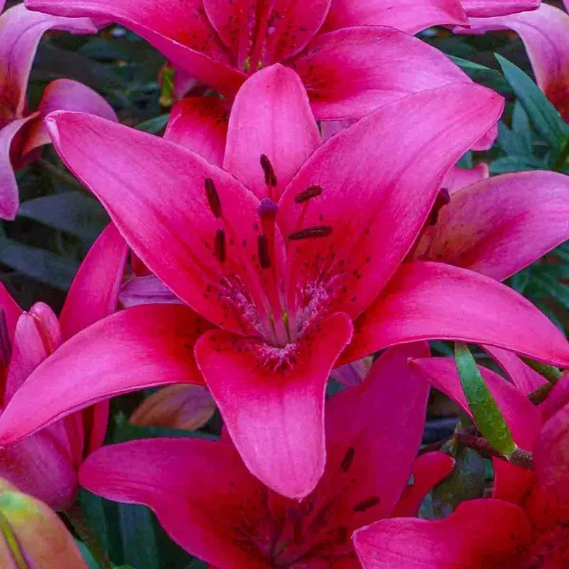 pink-county-lily Pink County Lily