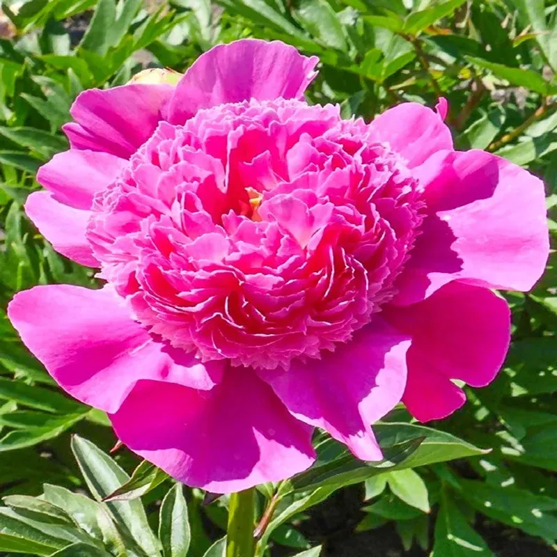 pink-pom-pom-peony Pink Pom-Pom Peony