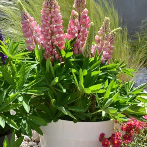 pink-shades-lupine Pink Shades Lupine