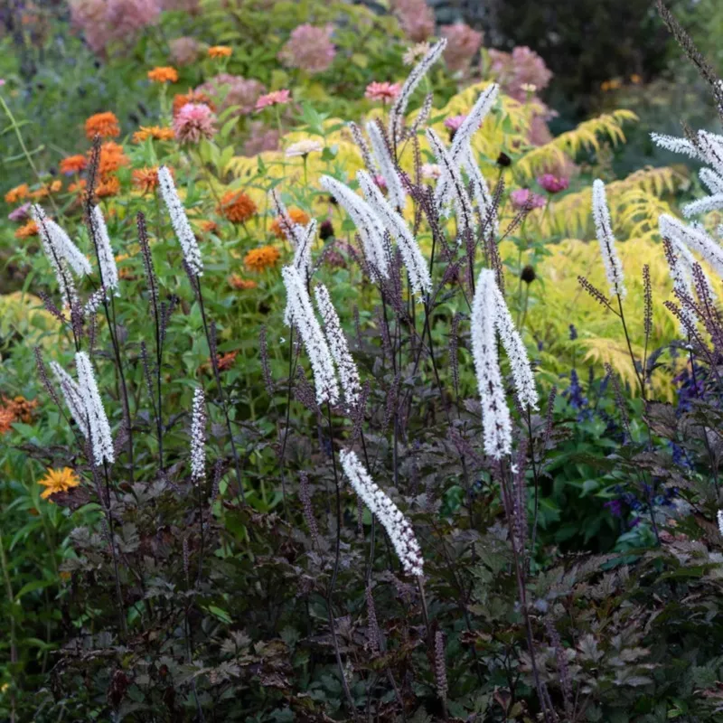 pink-spike-bugbane-actaea-simplex Pink Spike Bugbane | Actaea simplex