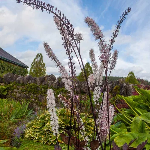 pink-spike-bugbane Pink Spike Bugbane