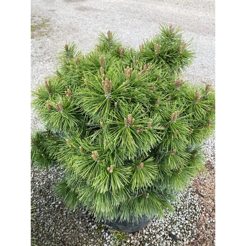 Pinus mugo Big Tuna #3