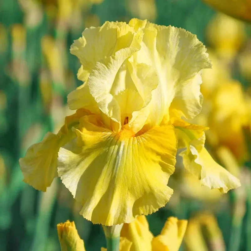 pleasant-peasant-reblooming-bearded-iris Pleasant Peasant Reblooming Bearded Iris